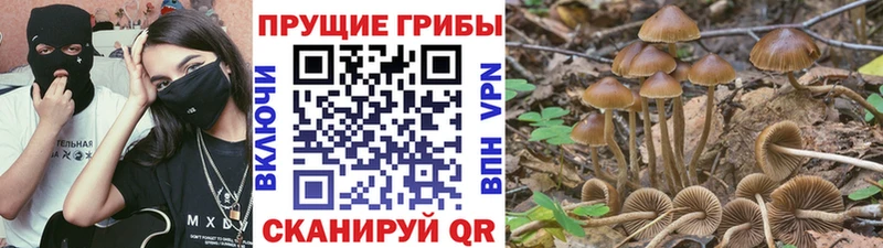 Купить где Омутнинск Галлюциногенные грибы Psilocybe
